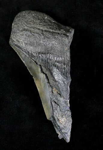 Half Of A Fossil Megalodon Tooth #20209